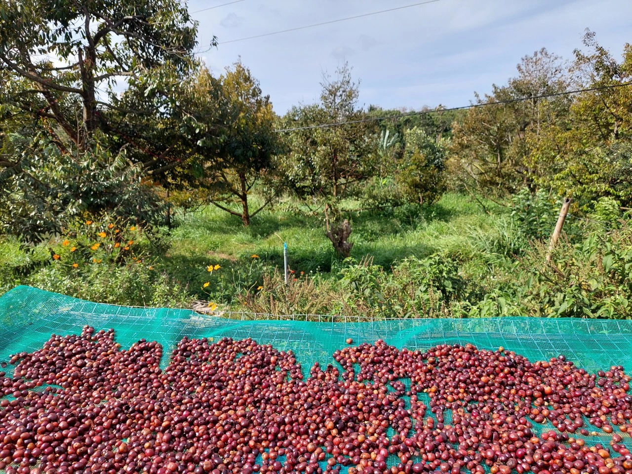 Cà phê Đặc Sản - Fine Robusta - Nguyên Chất 100% Đậm Đà Ngọt Hậu, Hương Vị Trái Cây