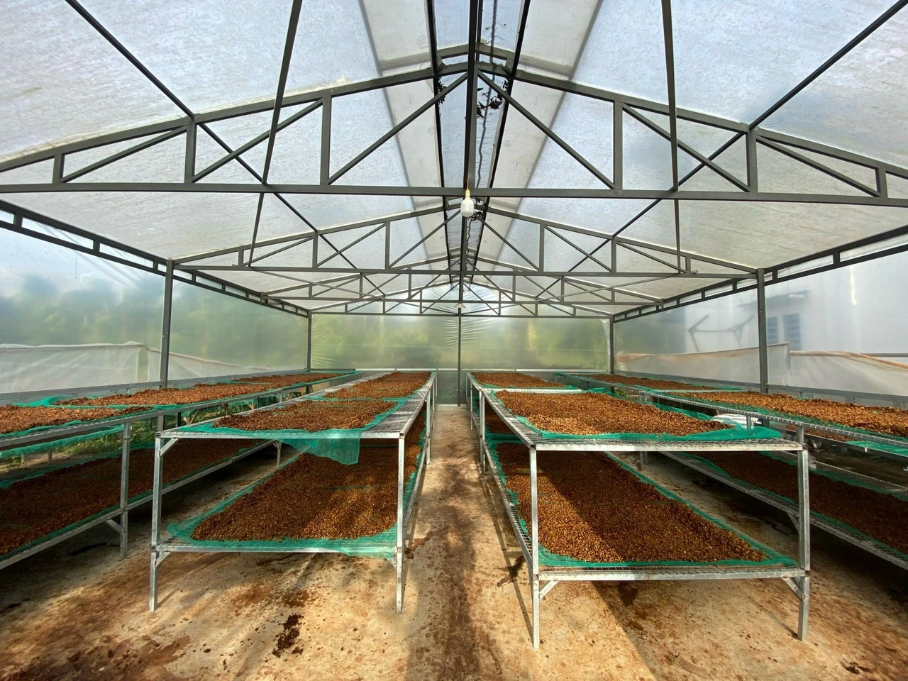 Cà phê Đặc Sản - Fine Robusta - Nguyên Chất 100% Đậm Đà Ngọt Hậu, Hương Vị Trái Cây