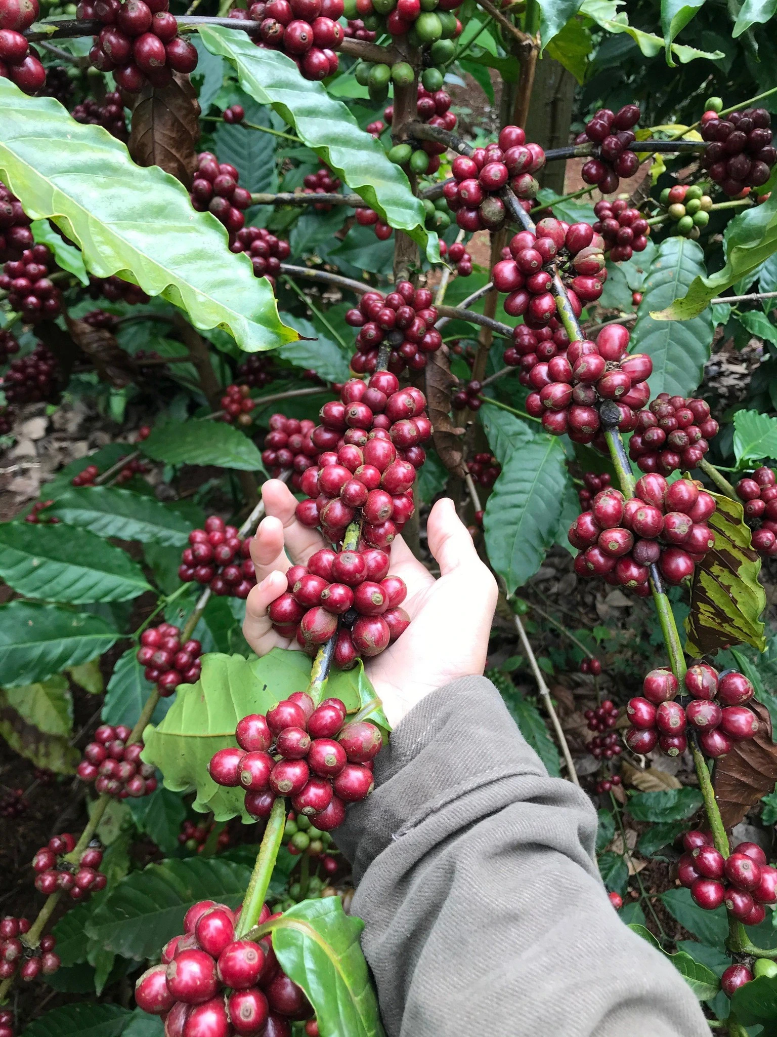 Cà phê Đặc Sản - Fine Robusta - Nguyên Chất 100% Đậm Đà Ngọt Hậu, Hương Vị Trái Cây