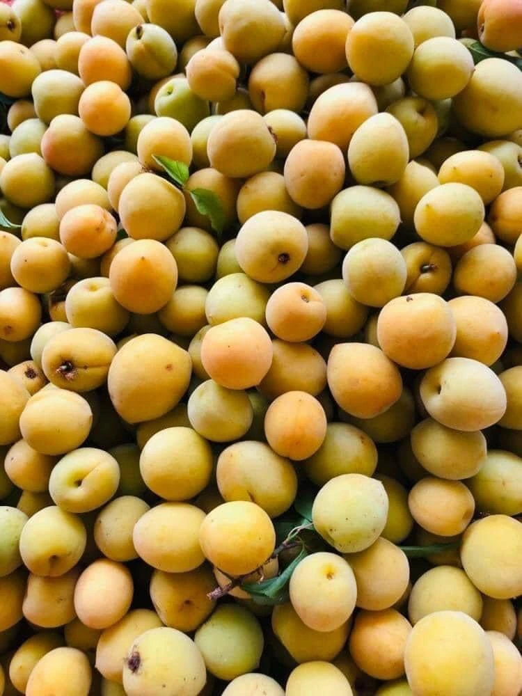 Kombucha - Đồ Uống Healthy Nhưng Vô Cùng Ngon Lành